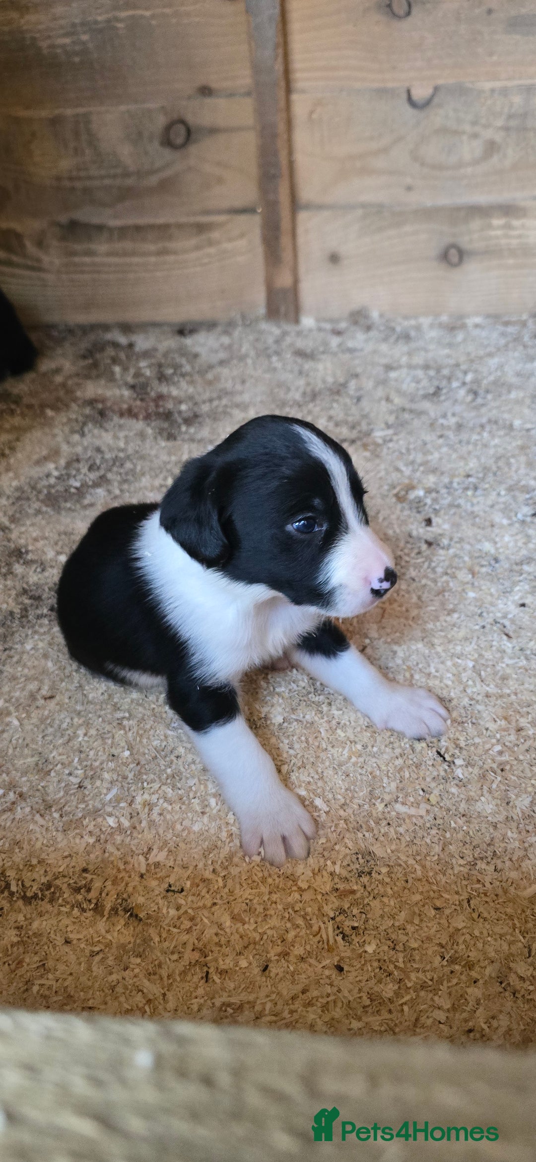 Sprollie dogs for sale: 7 lovely sprollie pups for sale - Image 1