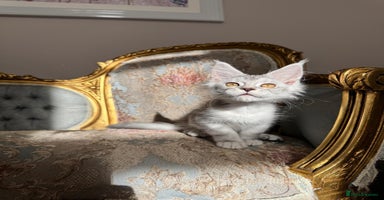 Maine Coon cats - Advert 5