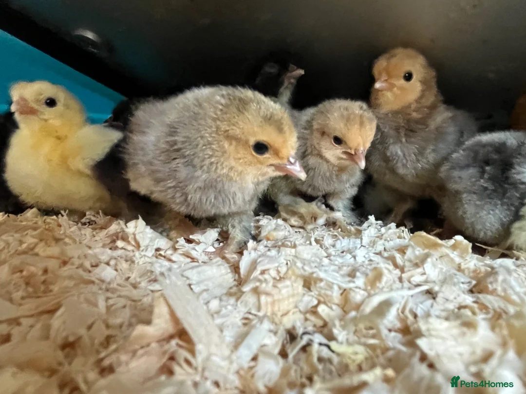 Chickens poultry for sale: Sablepoot hatching eggs, chicks, growers, hens - Advert 12