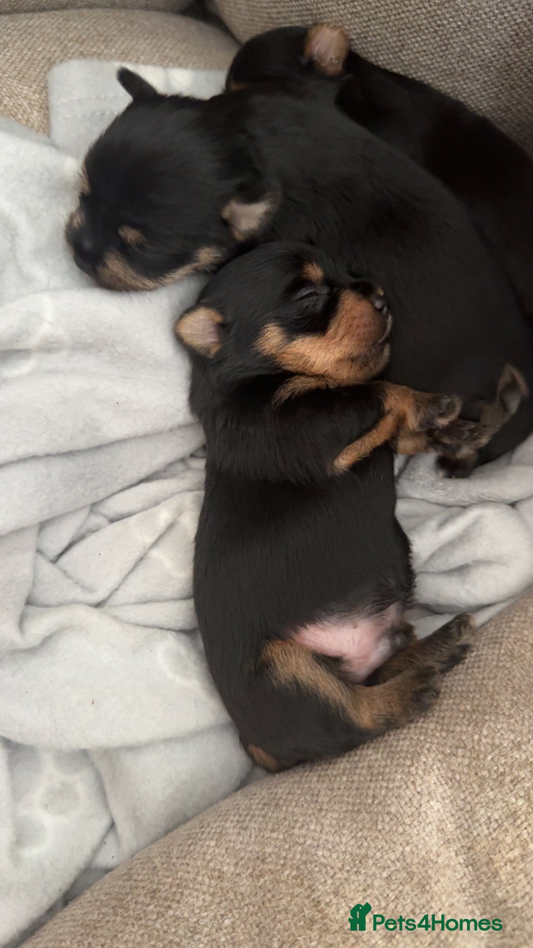 Yorkshire Terrier dogs for sale: Yorkshire Terrier Puppies  - Advert 36