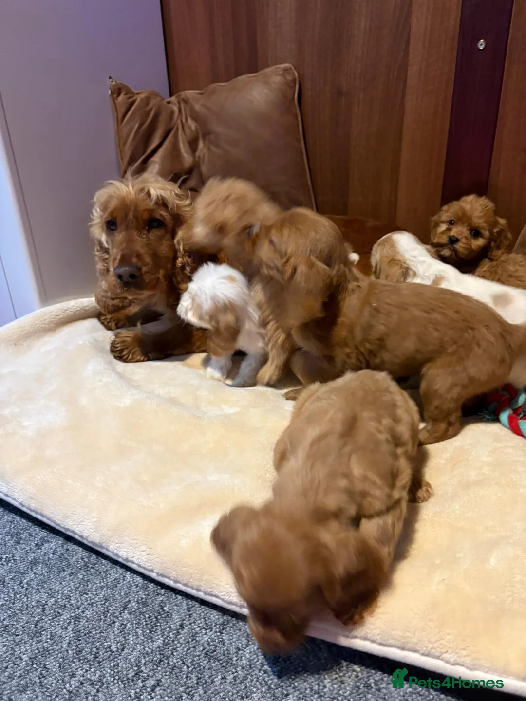 Cockalier dogs for sale: Adorable cockaliers  - Advert 20