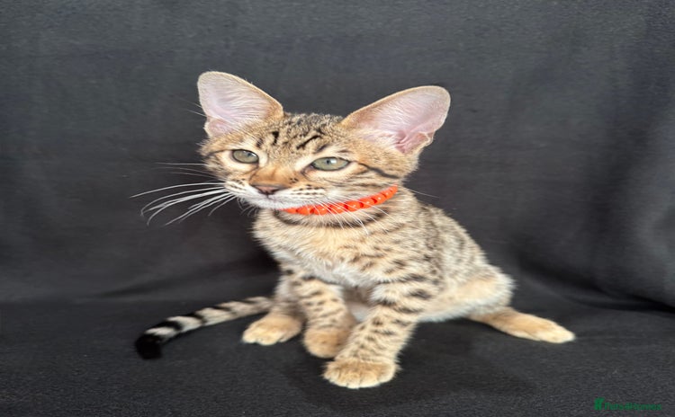 Savannah cats - Advert 1
