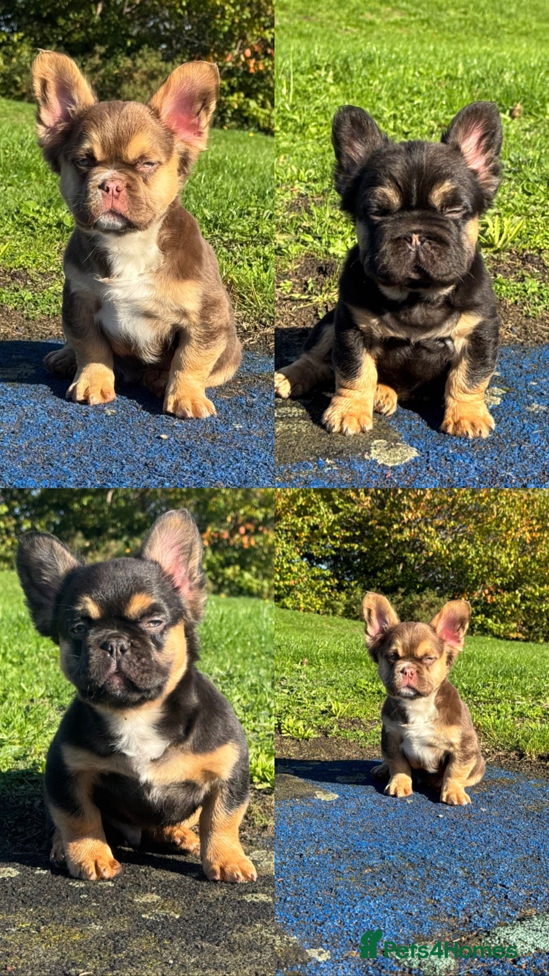 French Bulldog dogs Fluffy French bulldog pups 3 BOYS LEFT MAIN PIC - Advert 1
