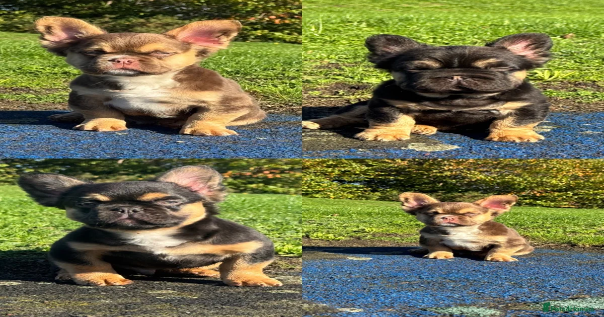 Rainbow Puppies for sale | Pets4Homes
