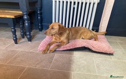 Labrador Retriever dogs for sale: Fully health tested KC reg 5 year old labrador - Image 6