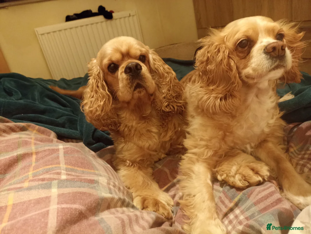 American Cocker Spaniel dogs for stud: American cocker spaniel for stud  in Sutton-in-Ashfield - Advert 2