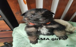 German Shepherd dogs for sale: German shepard puppies for sale - Image 13