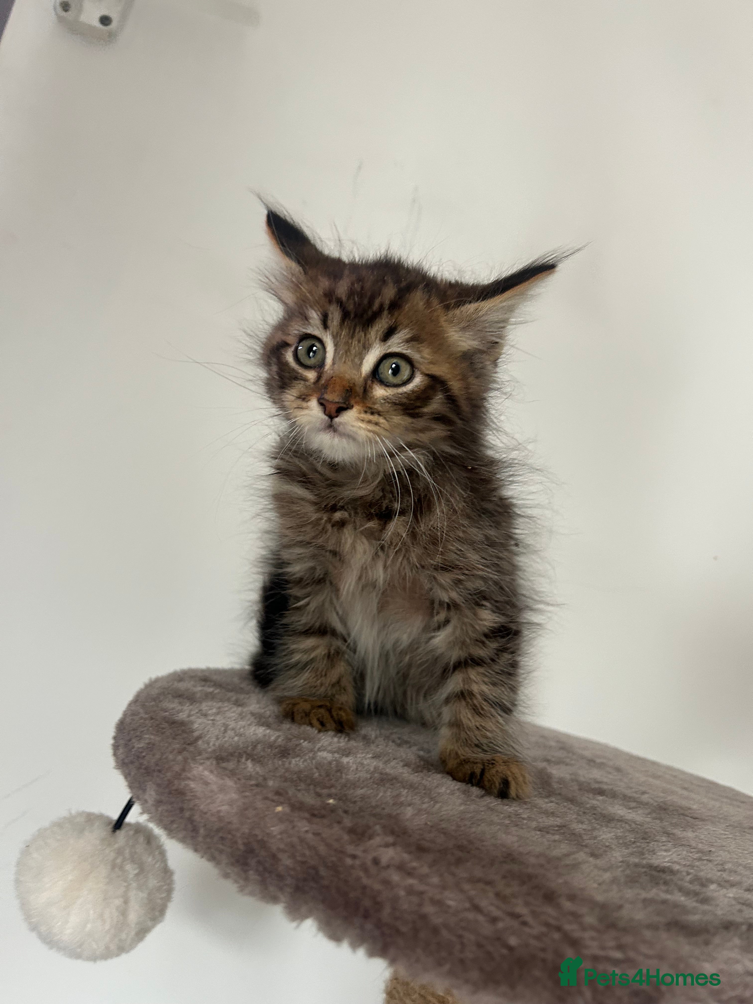 Mixed Breed cats MAINECOON X KITTENS  - Advert 5