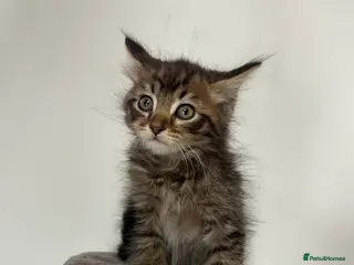 Mixed Breed cats MAINECOON X KITTENS - Advert 5