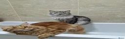 Maine Coon cats for sale: 2 male maine coons in Manchester - Advert 4