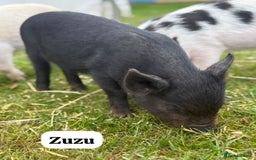 Pig livestock for sale: Just 2 Irresistible Mini Pigs left !  in Colchester - Image 3