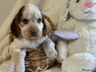 Cocker Spaniel dogs Stunning KC Show Cocker Spaniels - Advert 14