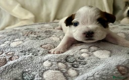 Mixed Breed dogs for sale: beautiful jack-Tzu puppies  - Image 6