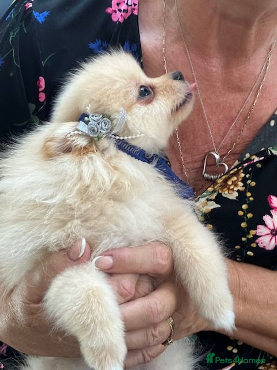 Pomeranian dogs for sale: 1 cream sable Pomeranian puppy. - Image 1