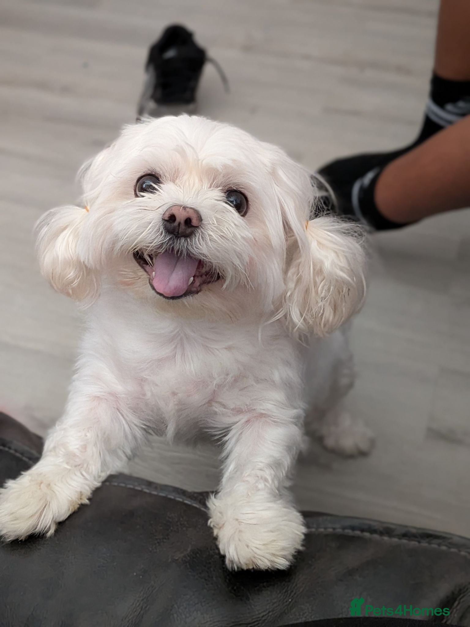 Morkie dogs Gorgeous 5yr Old Male Morkie - Advert 4