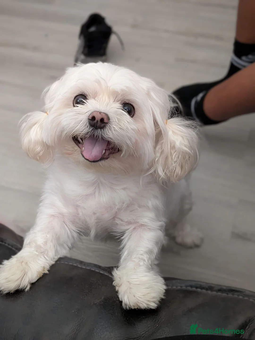 Morkie dogs for sale: Gorgeous 5yr Old Male Morkie - Advert 1