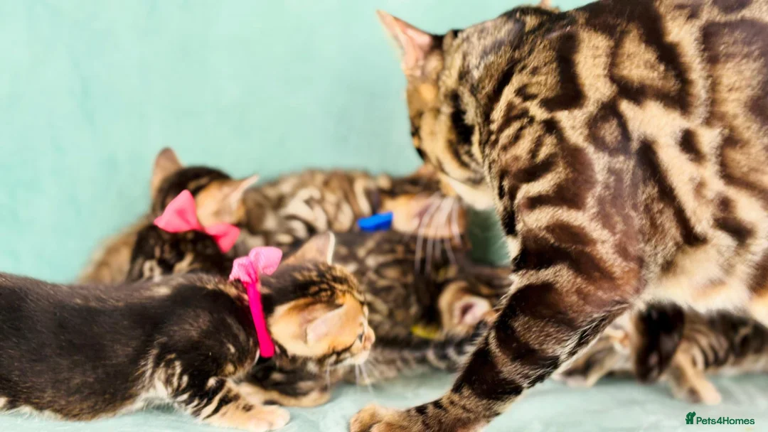 Bengal cats for sale: VIP Rare Clouded Bengal Kittens - Advert 2