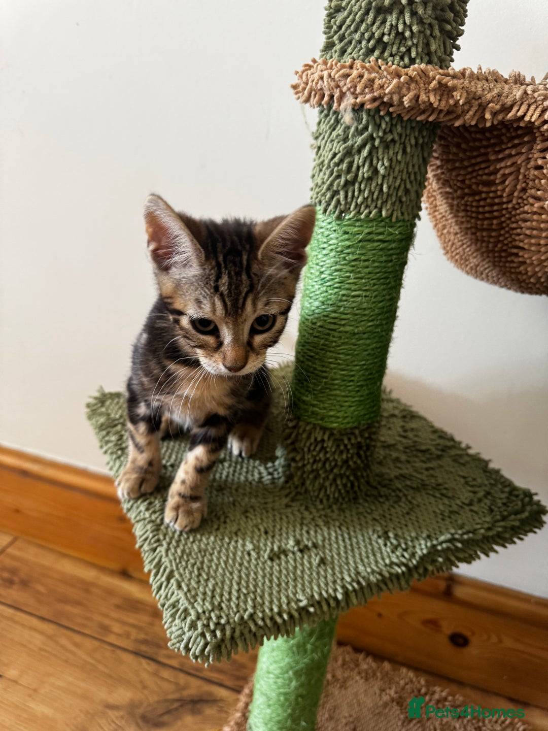 Mixed Breed cats for sale: Gorgeous Marble fur kitten - Ready now - Image 3