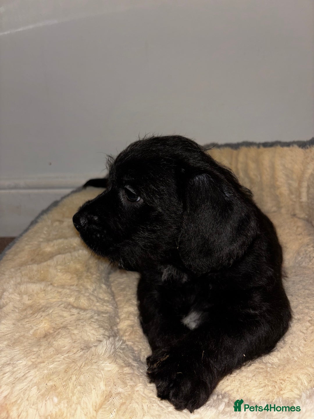 Mixed Breed dogs for sale: Stunning Cockerpoo x cavalier King Charle spaniel  - Advert 17