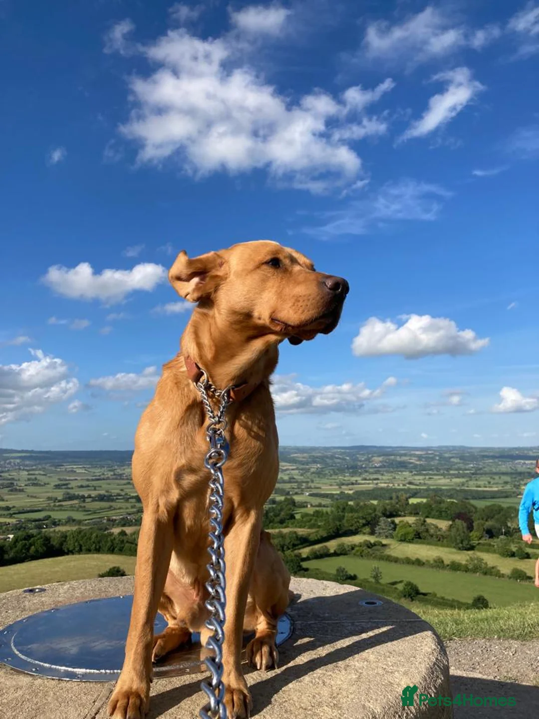 Labrador Retriever dogs for stud: Fox Red Labrador Stud - Advert 1