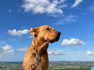 Labrador Retriever dogs Fox Red Labrador Stud - Advert 16