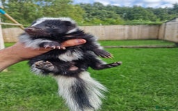 Mixed Breed rodents for sale: 2 FEMALE B&W SKUNK KITS RE AVAILABLE READY NOW! - Image 4