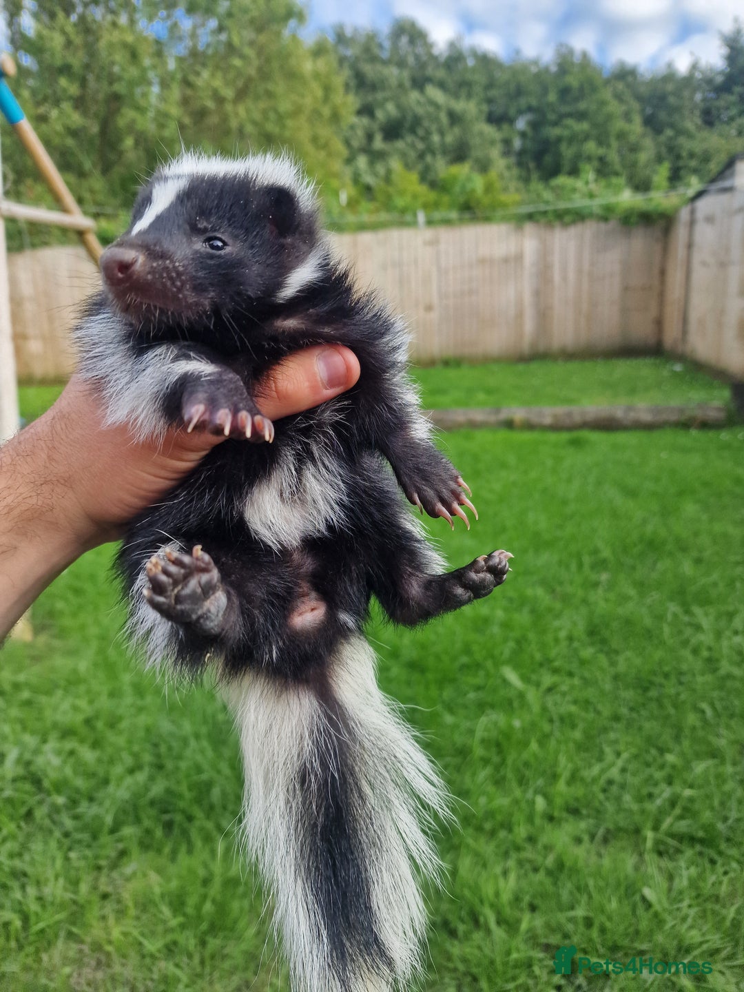 Mixed Breed rodents for sale: 2 FEMALE B&W SKUNK KITS RE AVAILABLE READY NOW! - Image 4