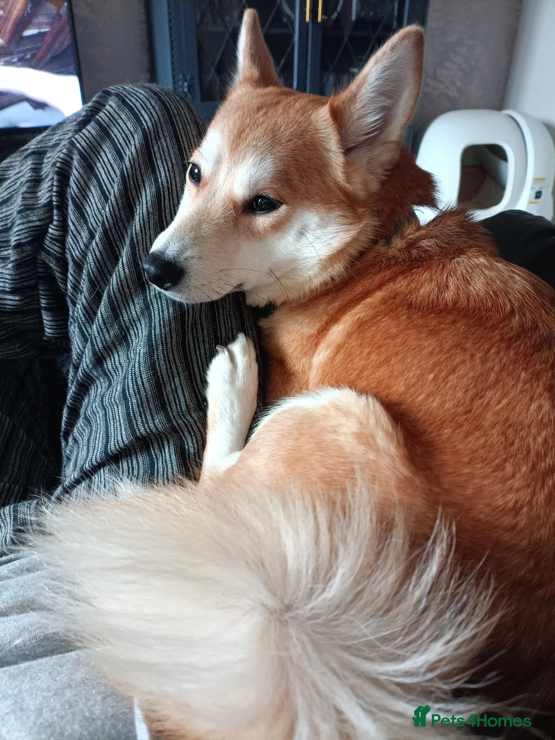 Mixed Breed dogs for sale: Lovely shiba cross girl - Advert 2