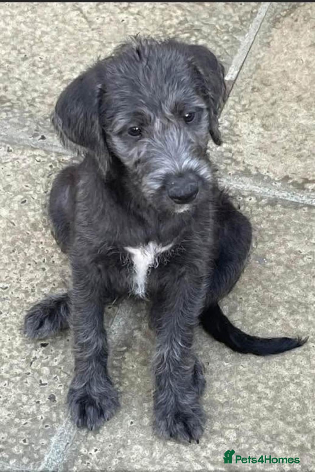 Bedlington Terrier dogs Bedlington /Whippet 1st cross - Advert 3