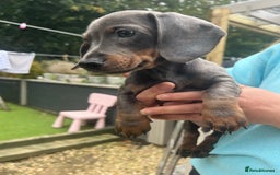 Dachshund dogs for sale: 2 Beautiful miniture dachshunds left  - Image 19