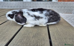 Mini Lop rabbits for sale: Baby mini lop rabbits  - Image 2