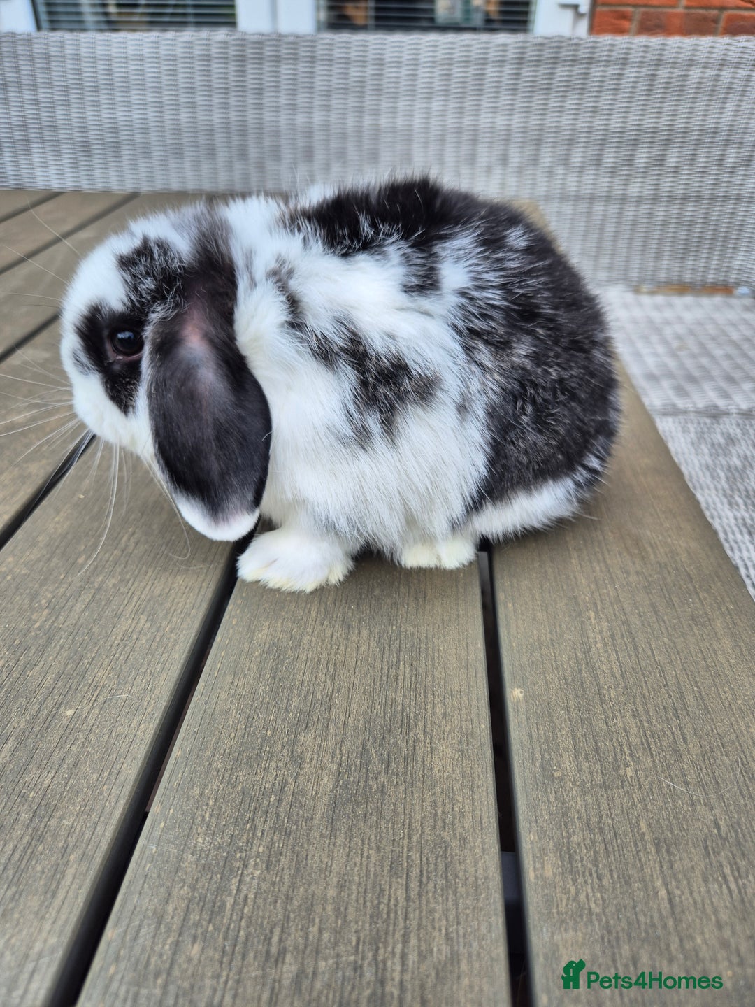 Mini Lop rabbits for sale: Baby mini lop rabbits  - Image 2