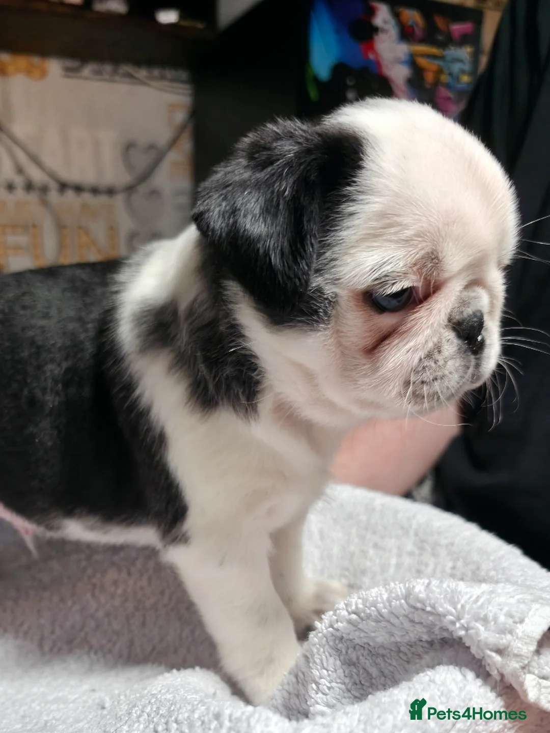 Pug dogs for sale: 5 Fluffy Panda/Black Pug Boys Await Loving Homes in Chester - Advert 39