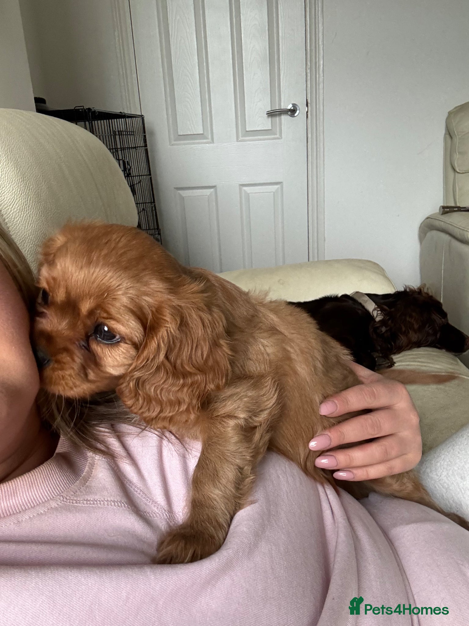 Cavalier King Charles Spaniel dogs ONE LEFT ✨ Beautiful King Charles Cavalier Puppy - Advert 22