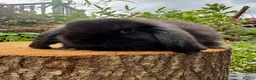 Mini Lop rabbits for sale: 100% Pure Bred Super Friendly Mini Lop Bunnies - Advert 4