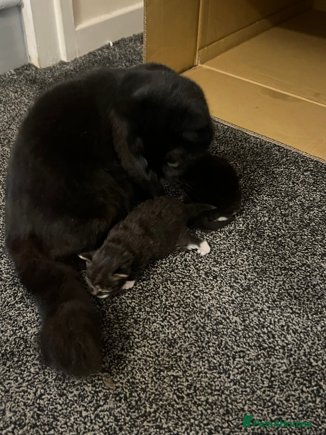 Mixed Breed cats for sale: 🐾 Two Kittens Looking for a Loving Home 🐾 - Advert 11