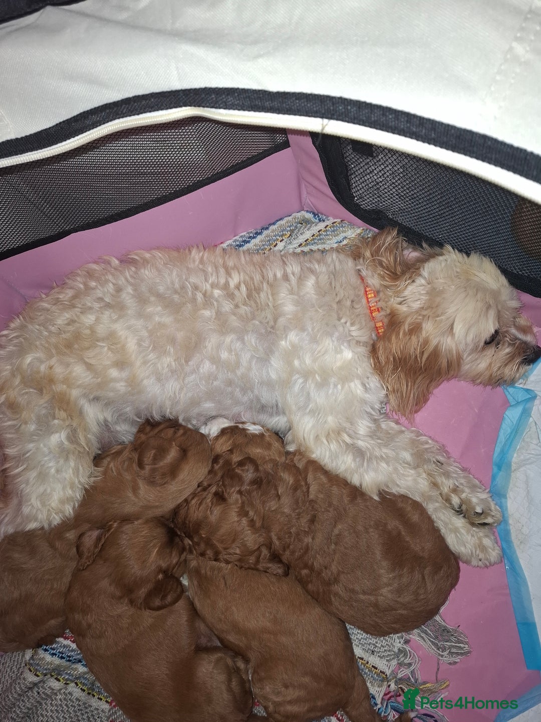 Mixed Breed dogs for sale: Cavapoo puppies  - Image 4