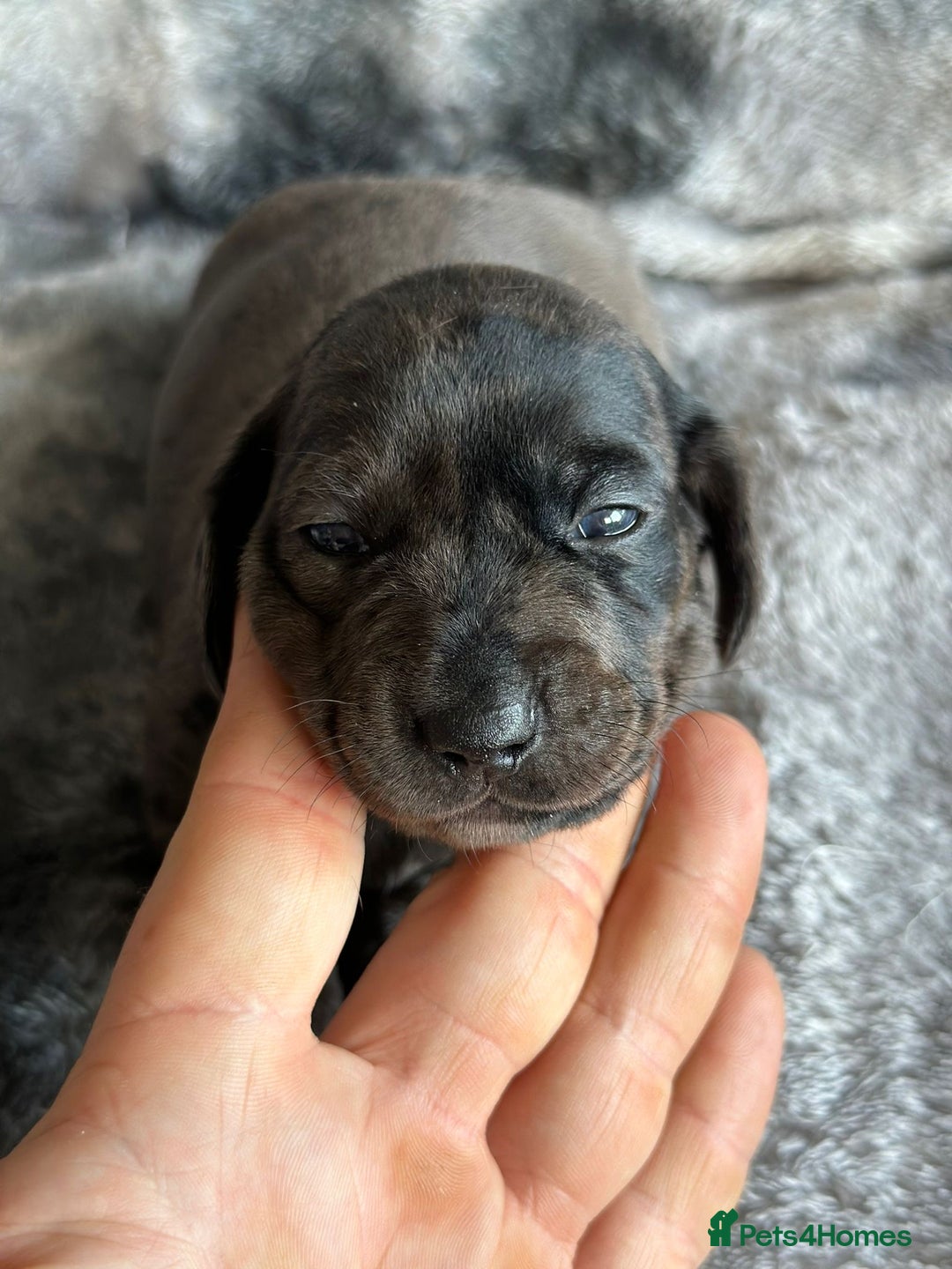 Miniature Dachshund dogs for sale: KC miniature Daschunds    - Image 18