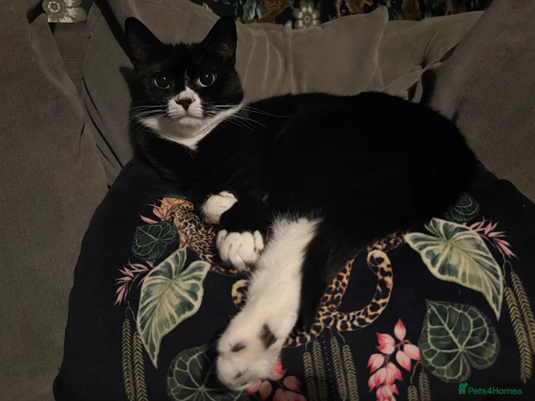 Domestic Shorthair cats for sale: Female cat in need of a new home  - Advert 6