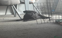 Presa Canario dogs for sale: Presa Canerio pup - Image 2