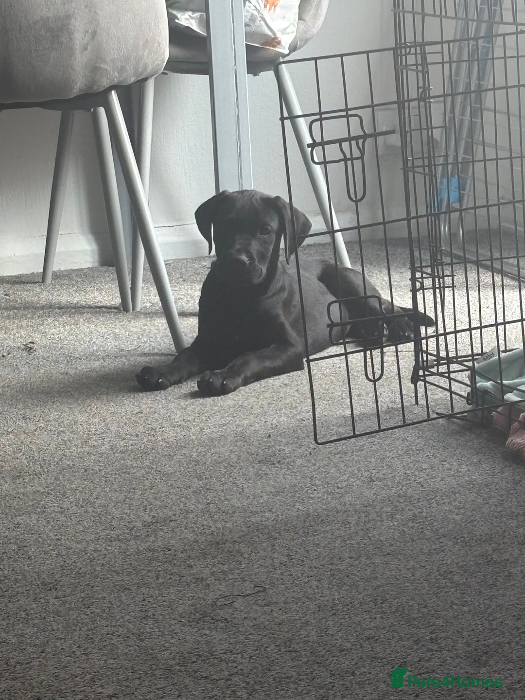Presa Canario dogs for sale: Presa Canerio pup - Image 2
