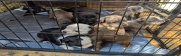 Boston Terrier dogs for sale: Boston X Puppies for sale  - Advert 6