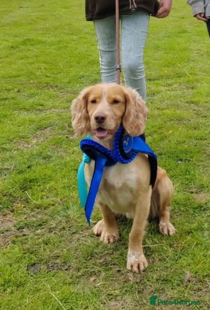 Cocker Spaniel dogs KC REGISTERED WORKING COCKER SPANIEL FOR STUD - Advert 18