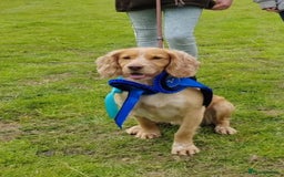 Cocker Spaniel dogs for stud: KC REGISTERED WORKING COCKER SPANIEL FOR STUD in Rhayader - Image 3