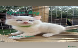 Ragdoll cats for sale: **5 stunning TICA ragdoll kittens available** - Image 6