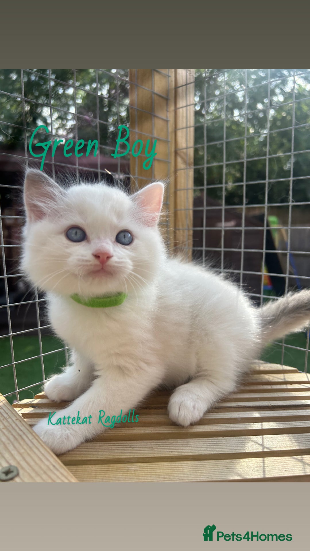 Ragdoll cats for sale: **5 stunning TICA ragdoll kittens available** - Image 6