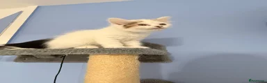 Fudge