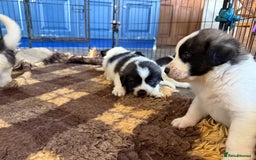 Pyrenean Mastiff dogs for sale: KC registered Pyrenean Mastiffs - Image 1