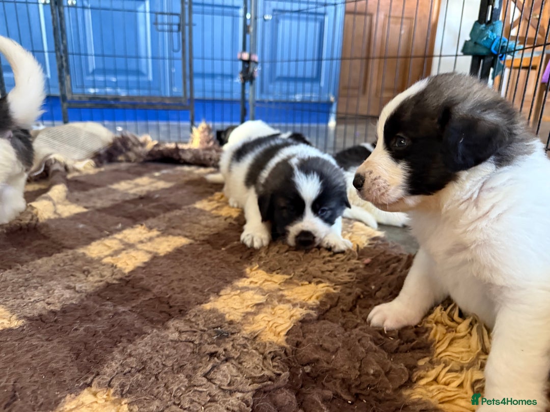 Pyrenean Mastiff dogs for sale: KC registered Pyrenean Mastiffs - Image 1