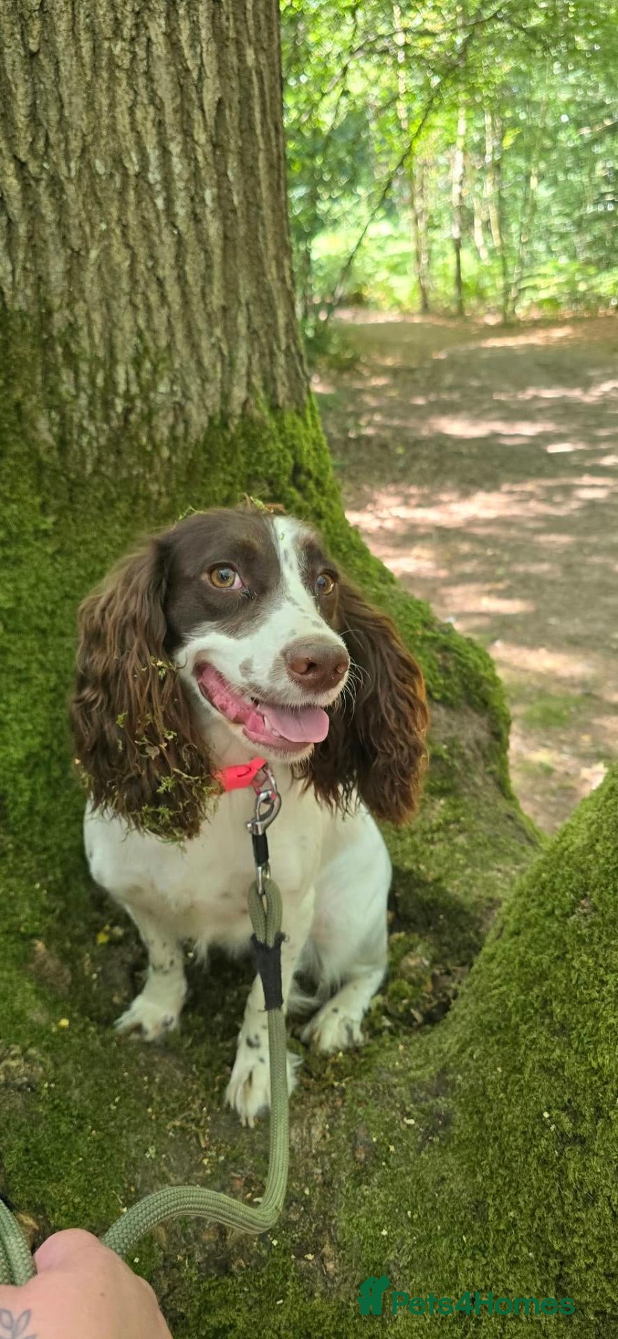 Cocker Spaniel dogs for sale: Cocker, spaniel, puppies - Advert 13